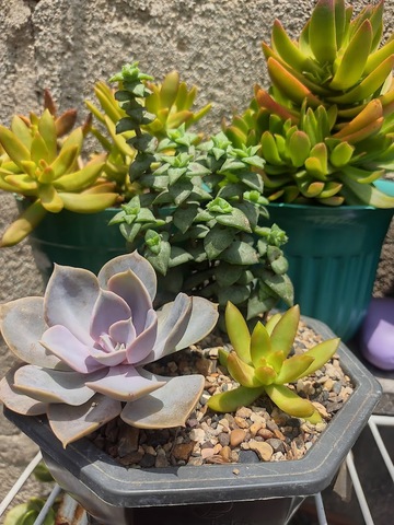 Salsamentaria, desechables y coleccionista de suculentas la paz