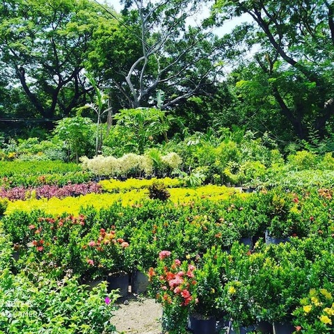 Vivero Eterna Primavera