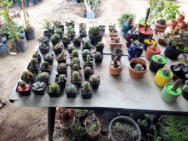 VIVERO Y FABRICA MANANTIAL DE VIDA