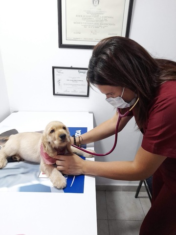 VETPLUS CENTRO VETERINARIO