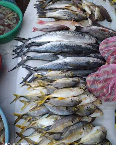 Pescados Y Mariscos Jr