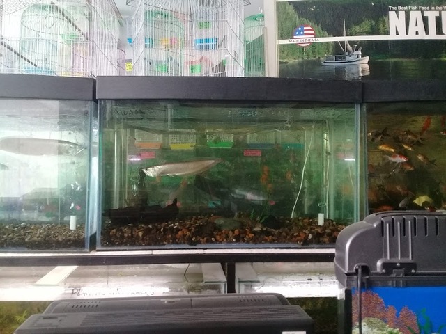 Mascotienda Los Peces de Pablo