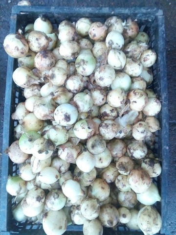 PLASTICOS Y DESECHABLES VALENTINA