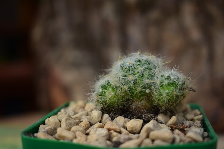 MAMMILLARIA