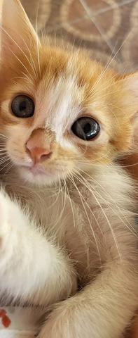 Centro veterinario el Prado