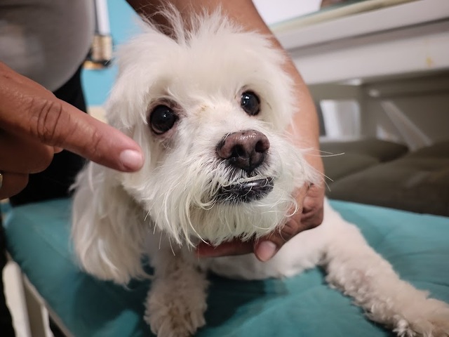 clinica veterinaria pet city