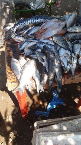 DeliMar (Pescados, Marisco & Fruver)