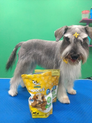 Wilber Mascotas Peluquería Canina