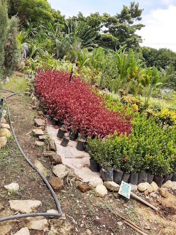 Vivero Fecasa Valledupar