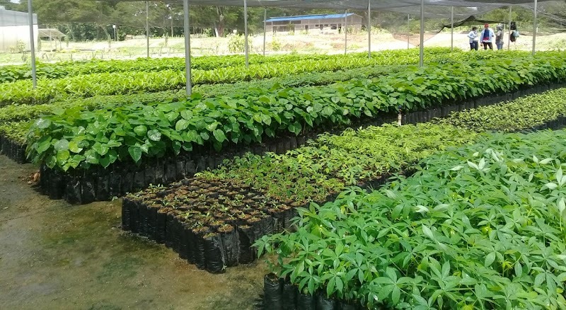 Vivero Departamental del Cesar