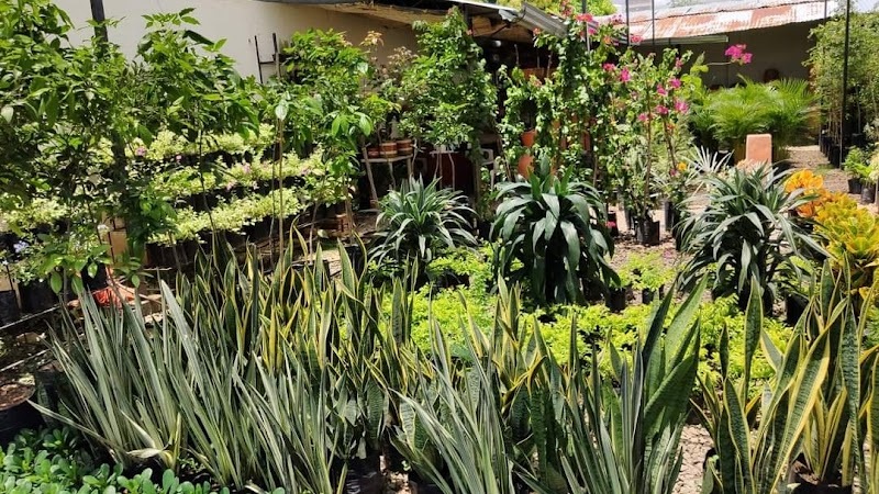 Vivero El Jardín del Profe Plantas Tropicales