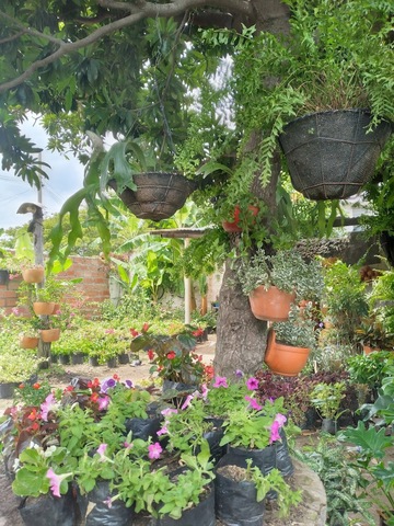 Vivero La Esperanza Amalu