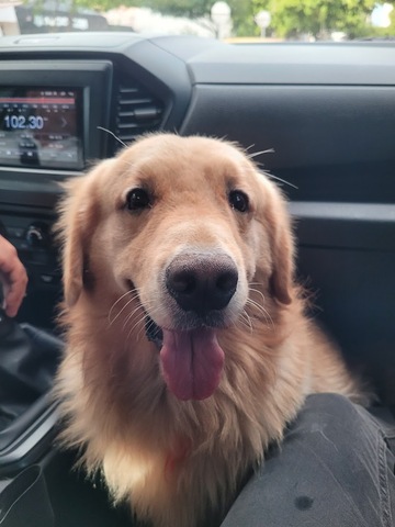 Centro Clínico Veterinario Golden