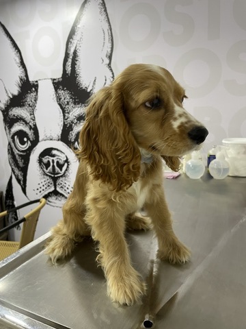 Clínica Veterinaria Boston