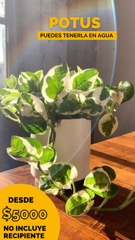 Vivero Boutique de Plantas Minimundocactus