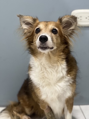 Veterinaria Ruffo's House (Sede Iguana)