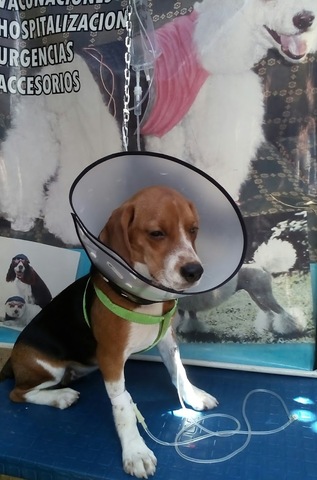 CENTRO VETERINARIO BEYCER