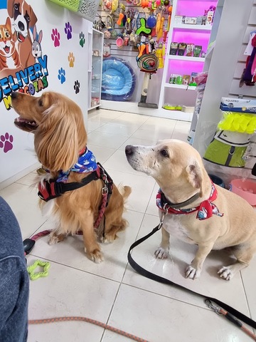 Delivery Mascotas Monteria -Peluqueria canina y Pet shop