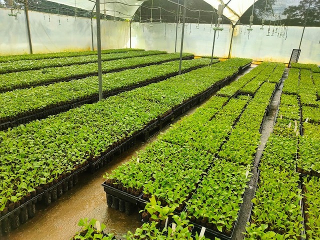 Vivero Boca de La Ceiba (Scellec Teca)