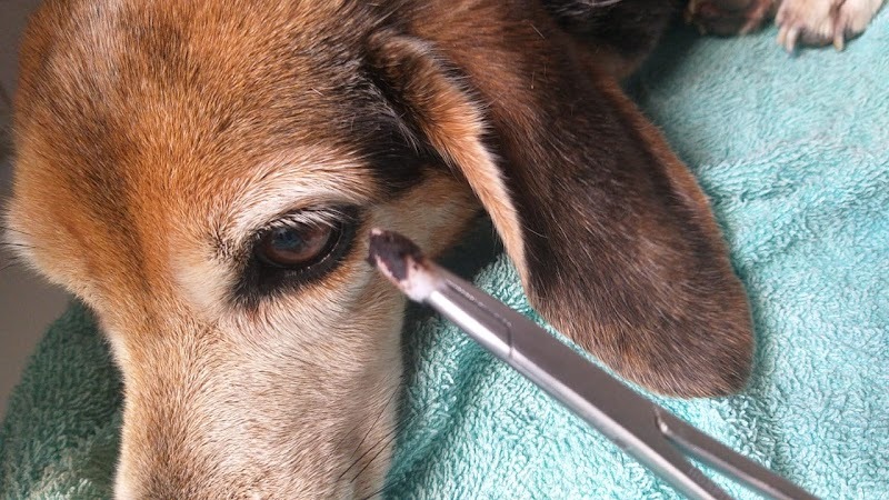 CENTRO VETERINARIO SERVIMASCOTAS DEL SINÚ