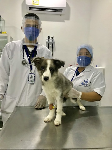 Clinica Veterinaria MOMO