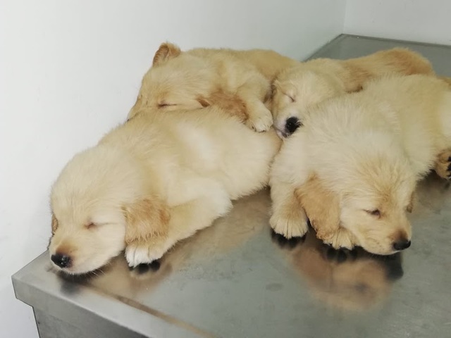 MASCOTAS Clínica Veterinaria Dr Efraín Padilla