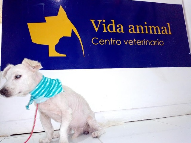 Vida Animal Centro Veterinario