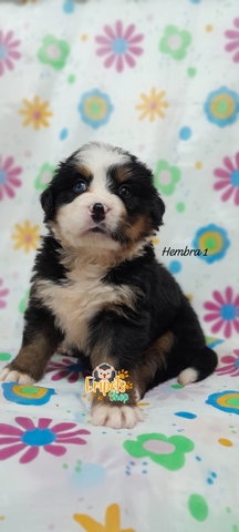 Venta de Mascotas Eripets.shop