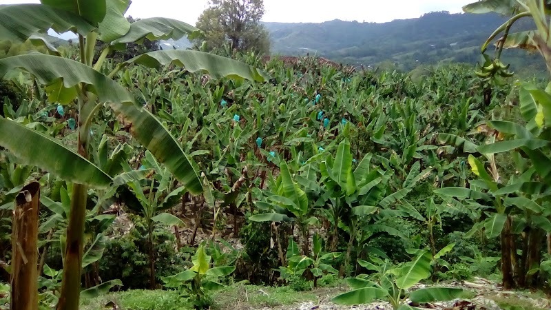 Vereda Cedralito.Santa Rosa