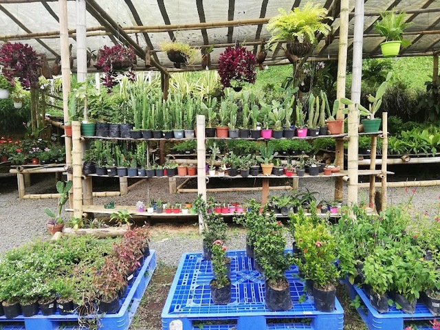 Tienda Mactus - Vivero