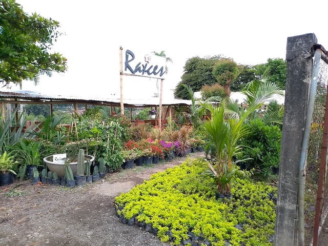 VIVEROS EN PEREIRA - VIVERO RAICES S.A.S