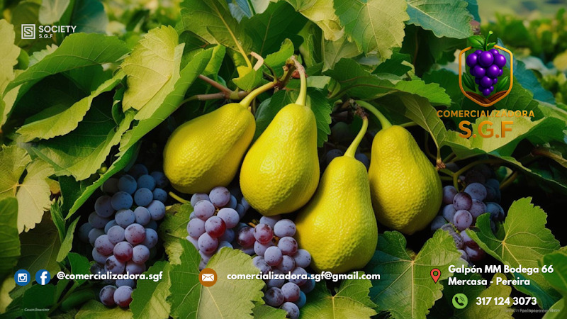 COMERCIALIZADORA S.G.F