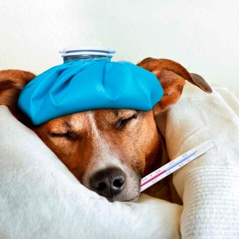 Veterinaria Juan Camilo