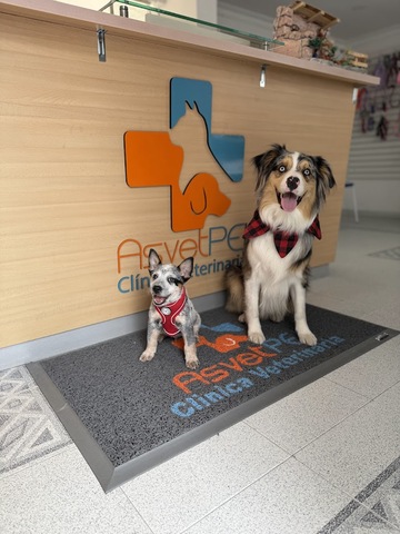 Asvet Clínica Veterinaria
