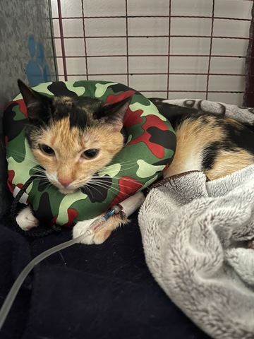 VET & SPA VETERINARIA