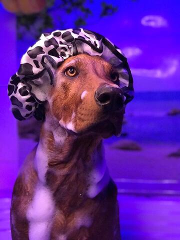 Super Patitas Clínica Veterinaria • Spa & boutique