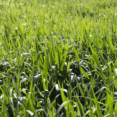 El Vaquero Almacen Agroveterinario