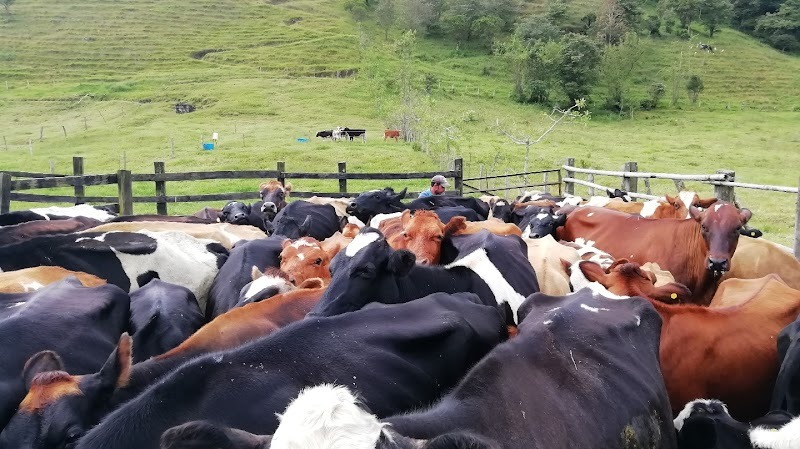 Asistencias Agropecuarias