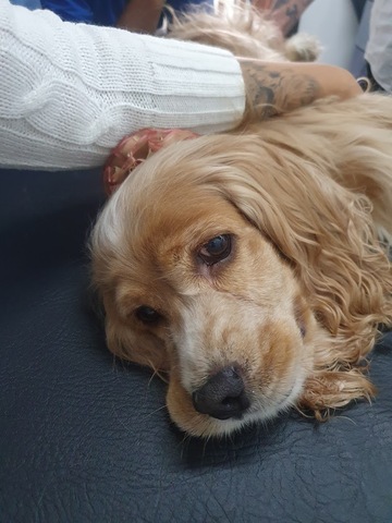 Hospital Veterinario San Blas