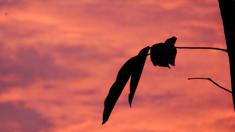 MEGACOLEGIO IET FRANCISCO NUÑEZ PEDROSO