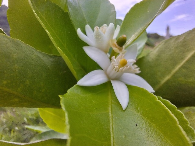 Casa campestre La Patrona