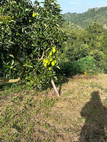 FINCA ORO VERDE - EL BOSQUE